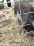 Pigs Steal Food