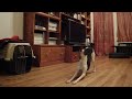 Arek One of our favorite Phoebe videos. http://www.youtube.com/watch?v=YWK358olJ2E We need a better camera for taking these videos.