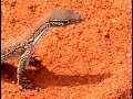 Australian animals