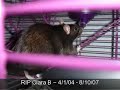 RIP Clara B 4/1/04 - 8/10/07