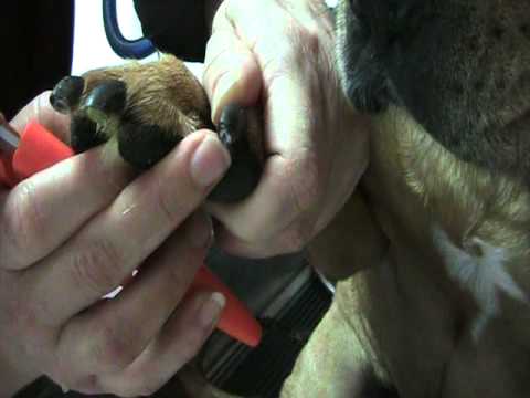 how to trim dogs claws