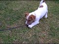 JACK RUSSELL TERRIER and the skippingrope