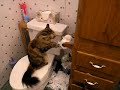 Watch 'Gato Vs. Papel higiénico'