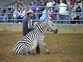 Barcode the Zebra Barcode the Zebra