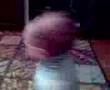 bebe taree2
