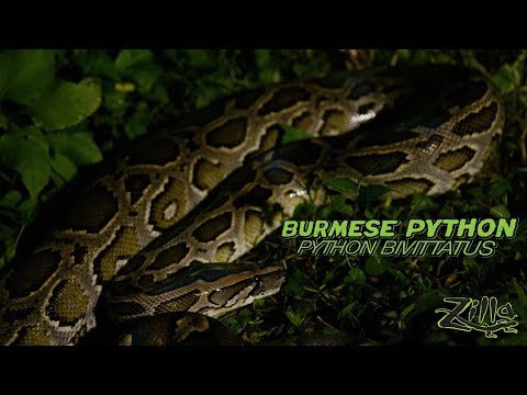 YouTube reptile video