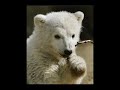 knut-youngest-celebrity.html