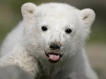 Knut youngest celebrity