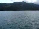 Ilha Grande Golfinhos4