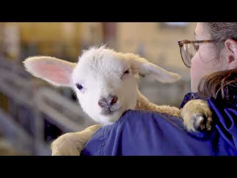 Одеяло Trois Couronnes Nature Wool