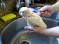 videos de Coconut get scrubbed