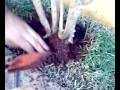 bem saiba como prantar uma planta sem fasela sentir