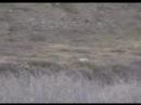 Gray Wolf of Arctic National Wildlife Refudge