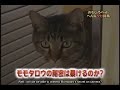 Cool cat that feeds its fake babies.