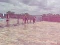 pula pula plua *)