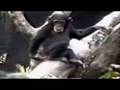 videos de monkey faints