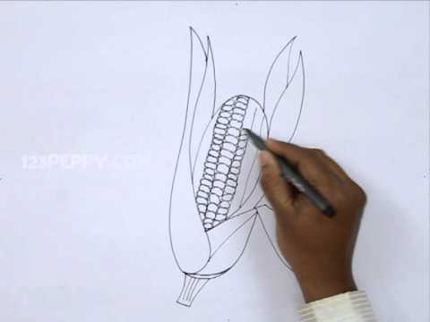 how to draw corn