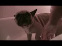 Shango's Bathtime Shango's Bathtime