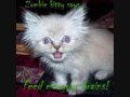 funny cats