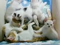 FUCHAGI\