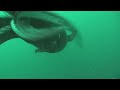 Giant Squid New Trailer 2