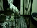 videos de Angel, The Barking Parrot