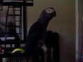 African Grey Luna - trying to talk and make sound effects!