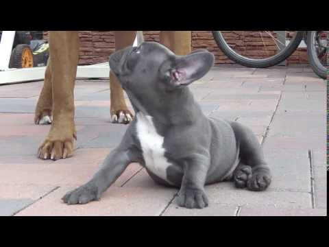Diamond the blue French Bulldog