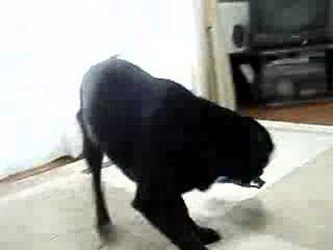 帽子をかぶる犬Youtube(ユーチューブ・ゆーちゅーぶ)・Dailymotion動画