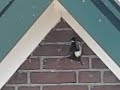 House Martins, delichon urbica, flirting around nest House Martins, delichon urbica, flirting around nest