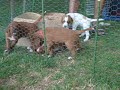 Irish Setter Puppies at 5 weeks!