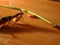 Creobroter attaque asticot