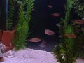 African Cichlid - Assorted - 4 Sale