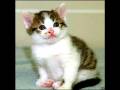 videos de pie