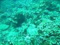 Cuddle Fish Near Sabah Malaysia