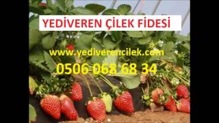 YEDİVEREN ÇİLEK FİDESİİRİ ÇİLEK FİDESİ�