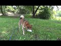 柴犬めろんのサラダバー 柴犬バー