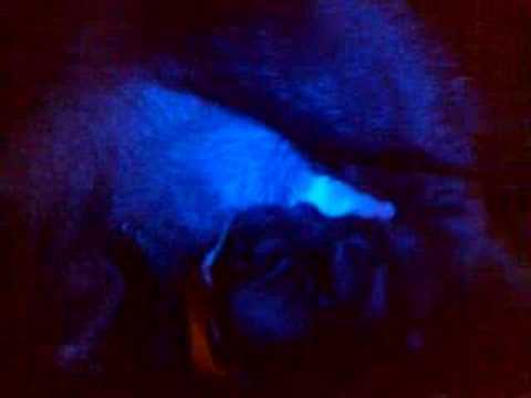 bulldogfrances