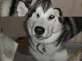 Siberian Huskies and Malamute Photos Siberian Huskies and Malamute Photos