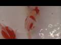 �۸�̥���ʡ��������̴�師:YouTube������=201��