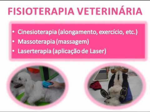 FISIOTERAPIA VETERINÁRIA - reabilitação pós cirurgica de colocefalectomia