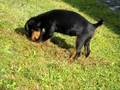 Deuscher Jagdterrier Welpe Senta #6