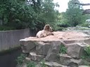 Riga-Berlin-Riga: Video 45 (Берлинский Зоопарк - Кнут! / Berlin Zoo - Knut the Polar Bear)