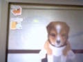 Nintendogs Tricks and Tips # 2