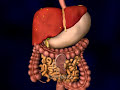 Insulin Resistance