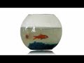 The Fishbowl The Fishbowl