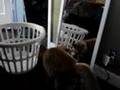 Cat Flipping Out 3