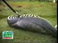 Serpiente comiendo un Hipopotamo!!??!