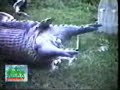 Serpiente comiendo un Hipopotamo!!??!