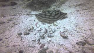 <h5>Round stingray at Swanee Rock Reef in Sea of Cortez</h5>